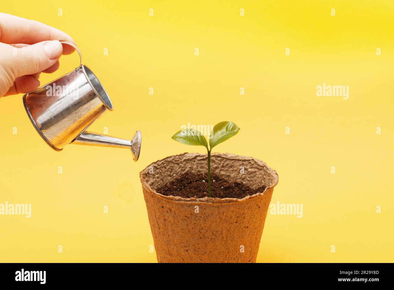 Small seedling in a pile of soil. Female woman hand waters a sprout