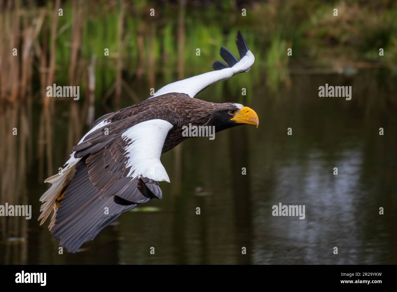 Steller's Sea Eagle - Haliaeetus pelagicus, beautiful iconic large eagle from Eastern Asia sea coasts, Pacific ocean, Japan. Stock Photo