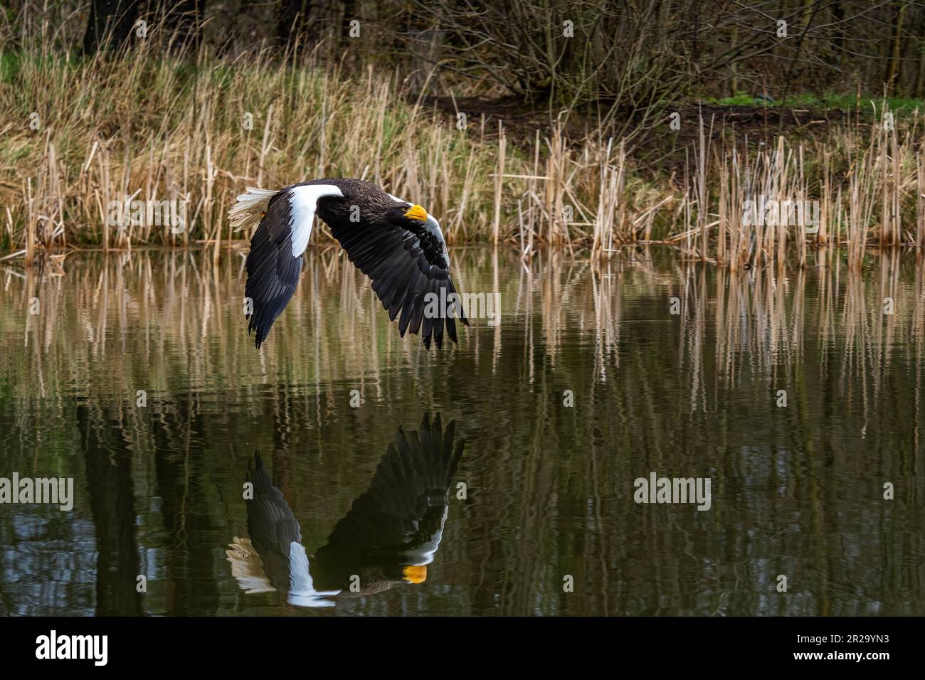 Steller's Sea Eagle - Haliaeetus pelagicus, beautiful iconic large eagle from Eastern Asia sea coasts, Pacific ocean, Japan. Stock Photo