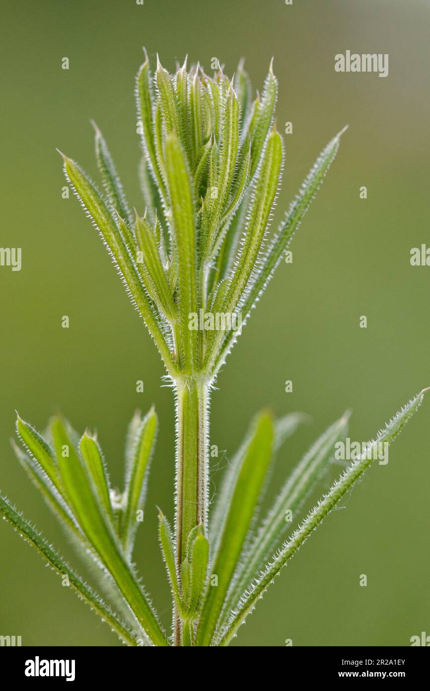 Galium aparine, cleavers, catchweed, sticky willow, sticky grass, on green background. Stock Photo