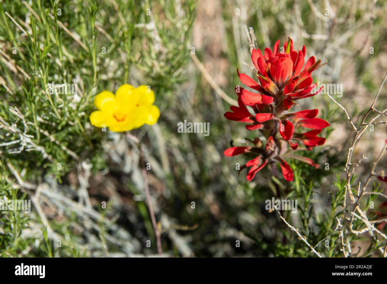 Spring Overwhelmed The Volcanic Tablelands, an area just north of Bishop, Inyo County, CA ...