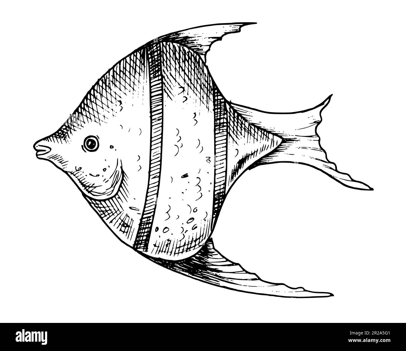 Angelfish Clipart Black And White