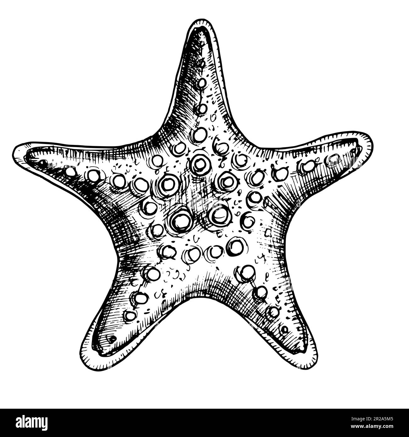Starfish vector illustration. Hand drawn drawing of Star Fish on