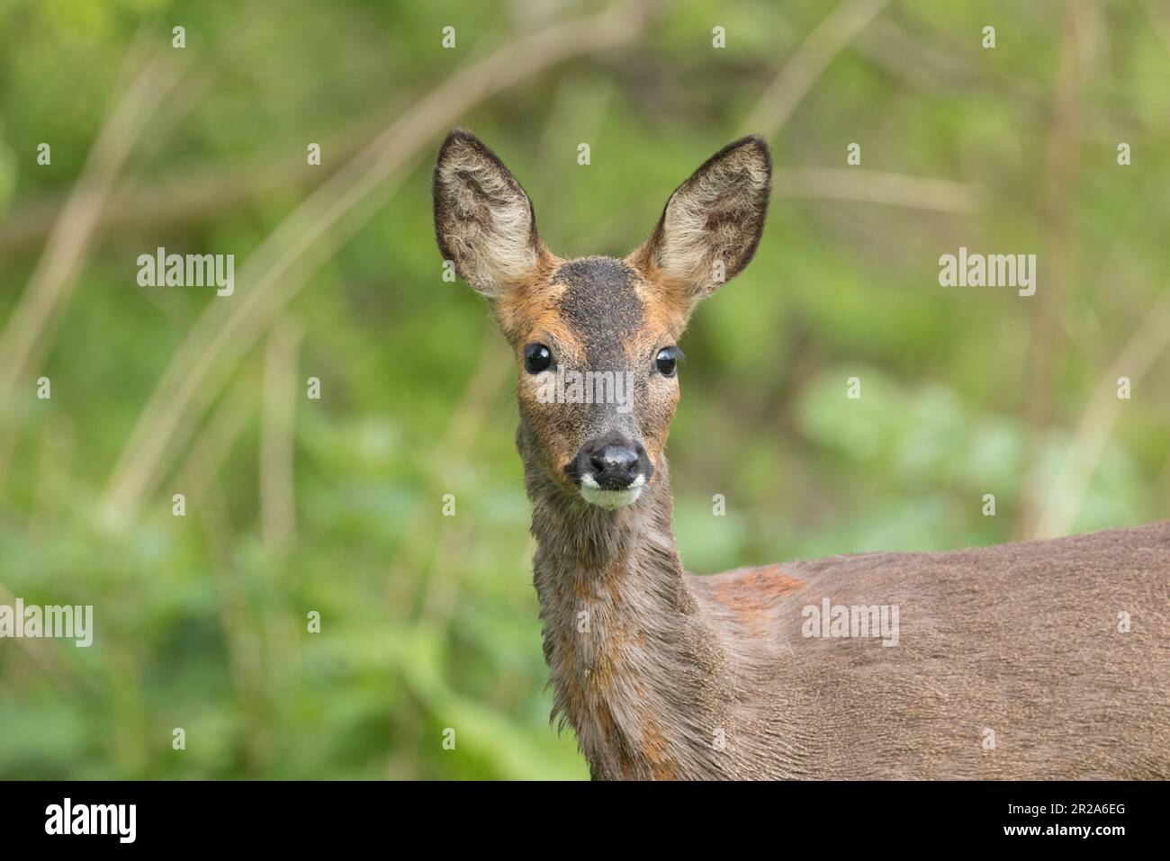 Roe doe yorkshire hi-res stock photography and images - Alamy