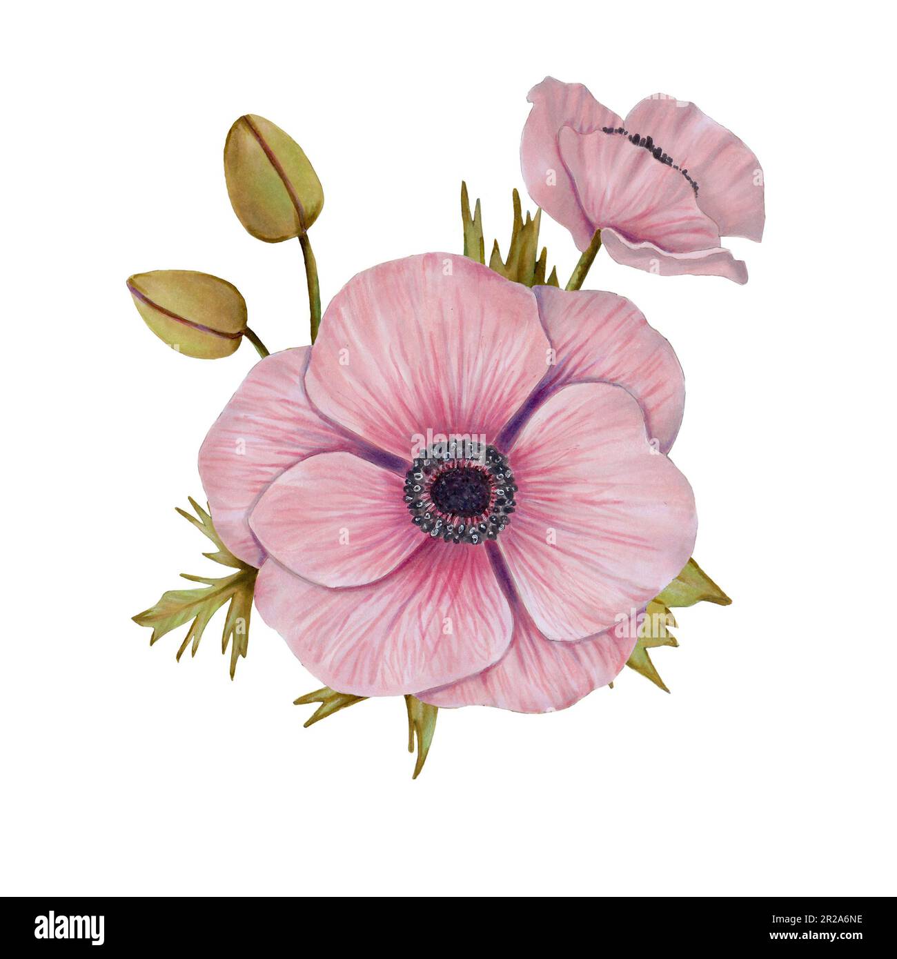 Pink anemone flowers.Anemone leaves.Botanical illustration. Watercolor and marker illustration Isolated. Stock Photo