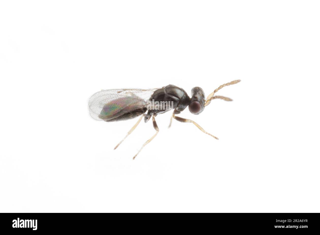 Eulophid Wasp (Tetrastichinae) isolated on white background. Stock Photo