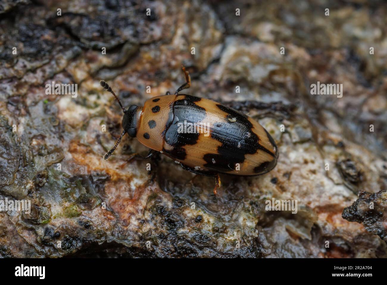 FourSpotted Fungus Beetle (Ischyrus quadripunctatus Stock Photo Alamy