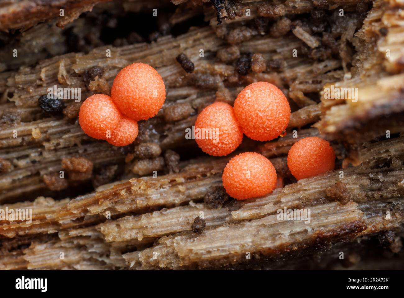 Slime Mold (Lycogala sp.) Stock Photo