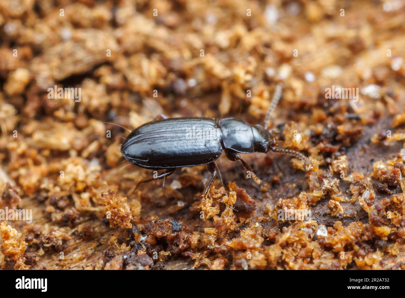 Ground Beetle (Tachyta sp.) Stock Photo