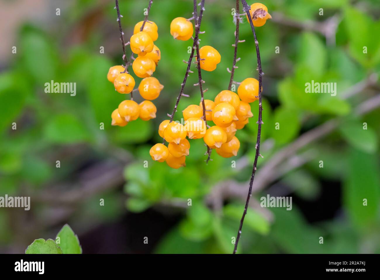 Close Up Berries Of The Syagrus Coronata At Muiden The Netherlands 28-10-2022 Stock Photo