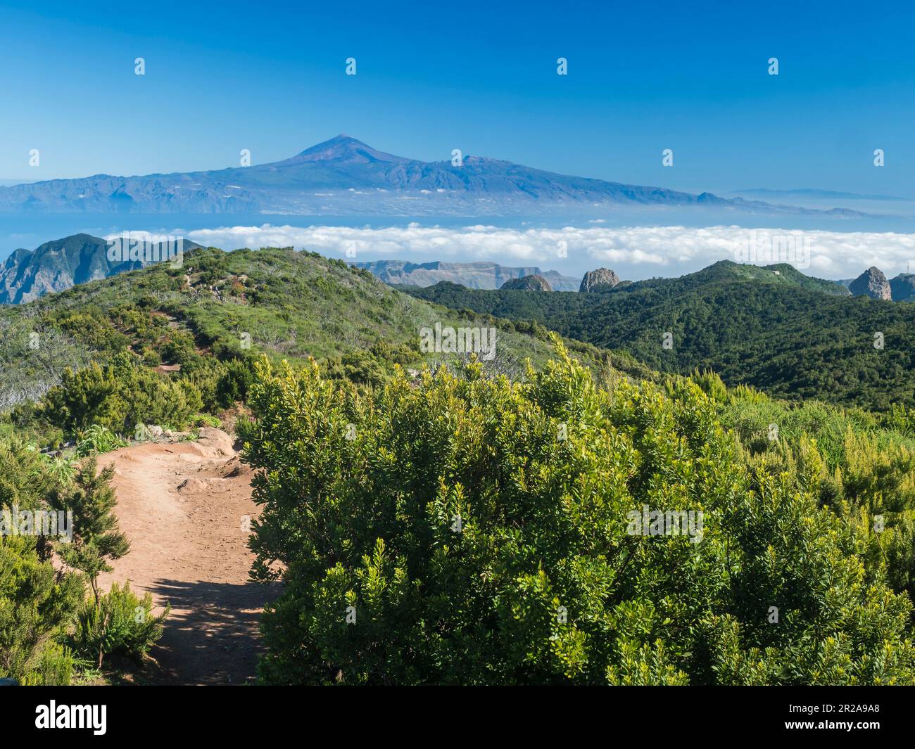 View on Tenerife island and Pico del Teide over forest and hills of Garajonay National Park seen from peak of Alto de at Garajonay mountain. White Stock Photo