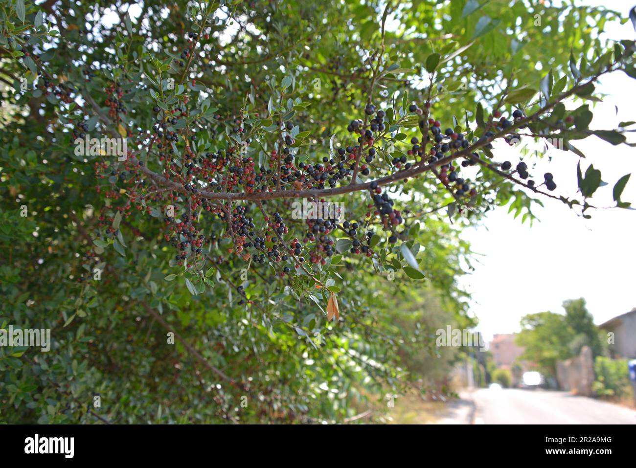 Buckthorn berries on the tree (Rhamnus alaternus) Stock Photo