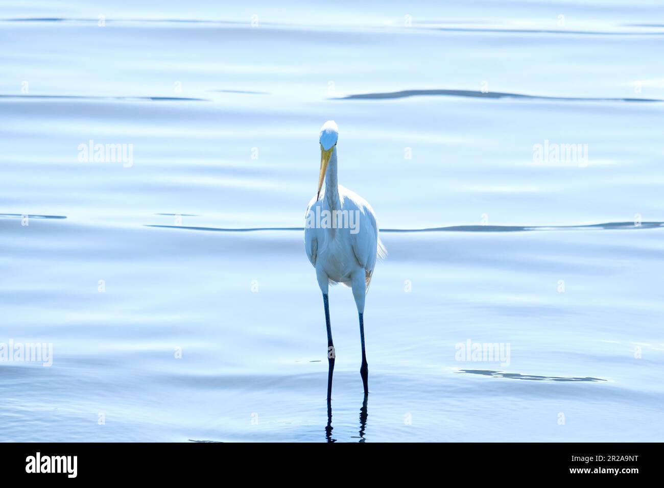 Long leg heron bird standing preying hunt on the water lake. Heron bird looking at its hunt at the water. Bird at hunting position. Stock Photo