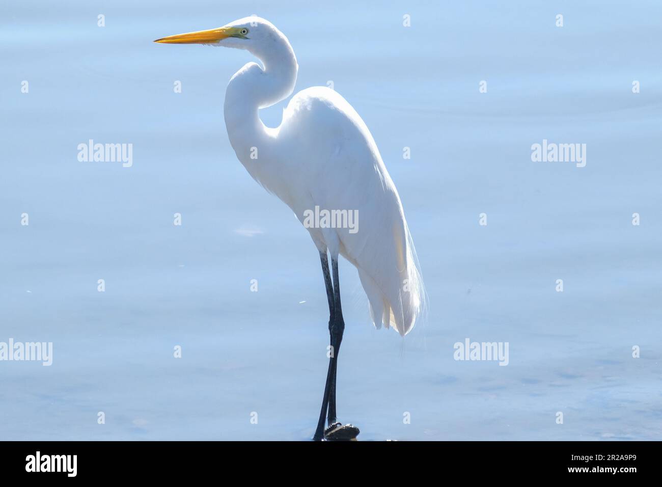 Long leg heron bird standing preying hunt on the water lake. Heron bird looking at its hunt at the water. Bird at hunting position. Stock Photo