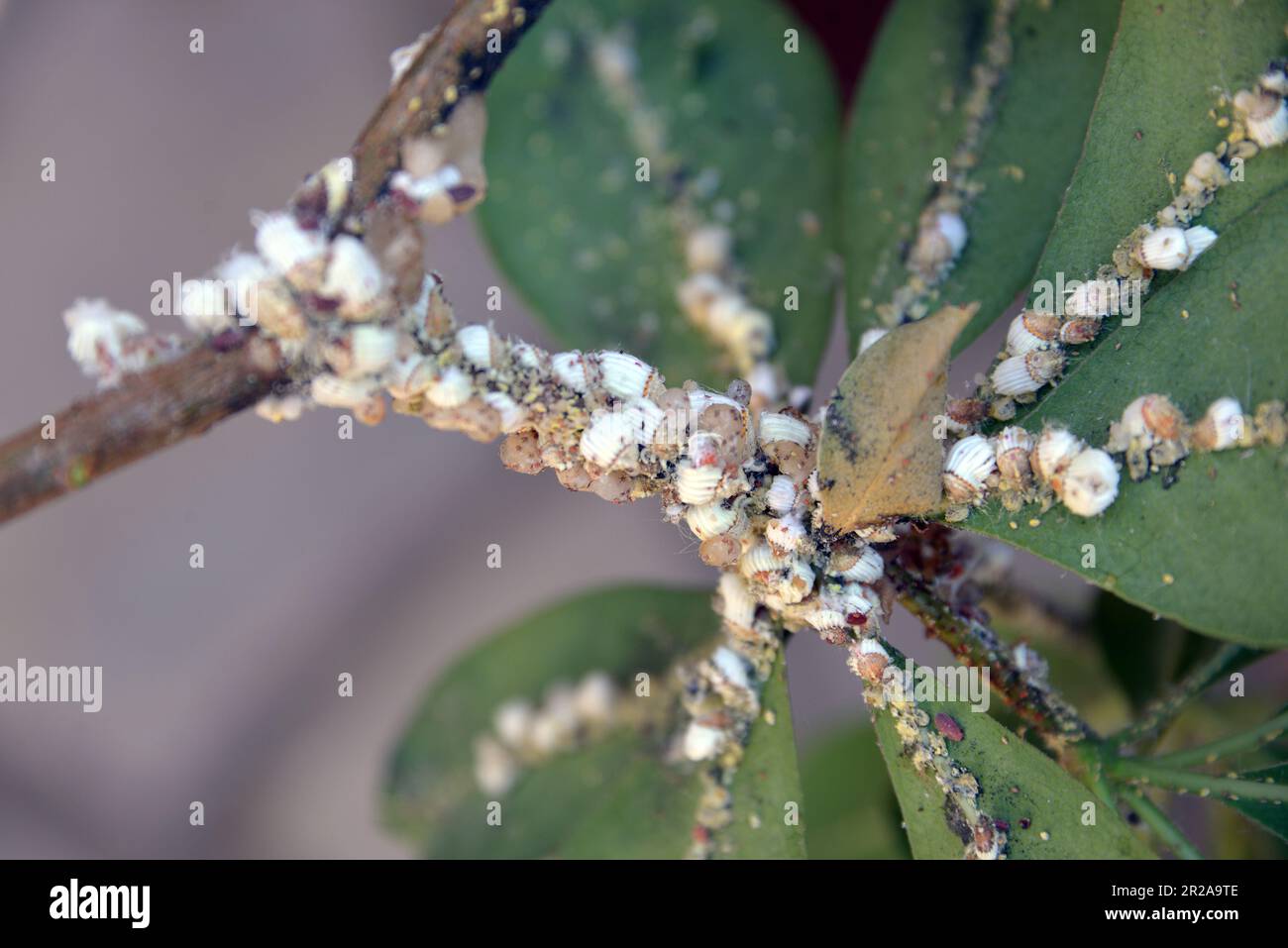 Scale insect on a pittosporum Stock Photo