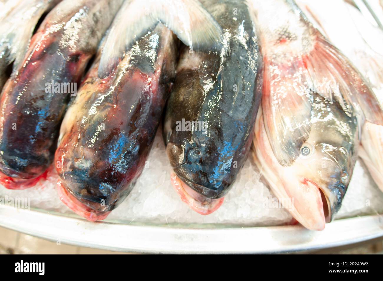 Fresh fish taken out of the aquarium to be sold in the fish market Stock Photo