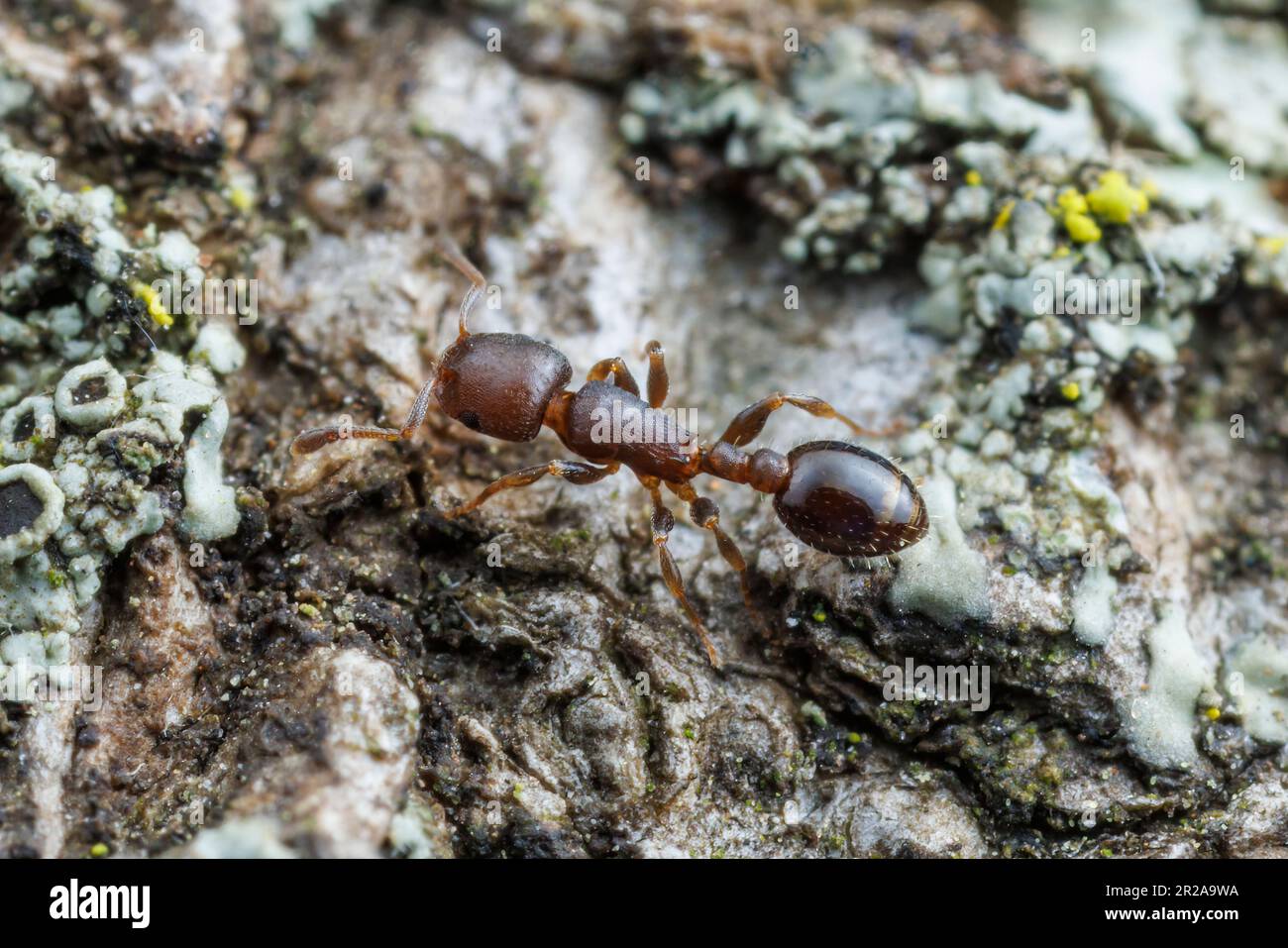 Acorn Ant (Temnothorax schaumii) Stock Photo