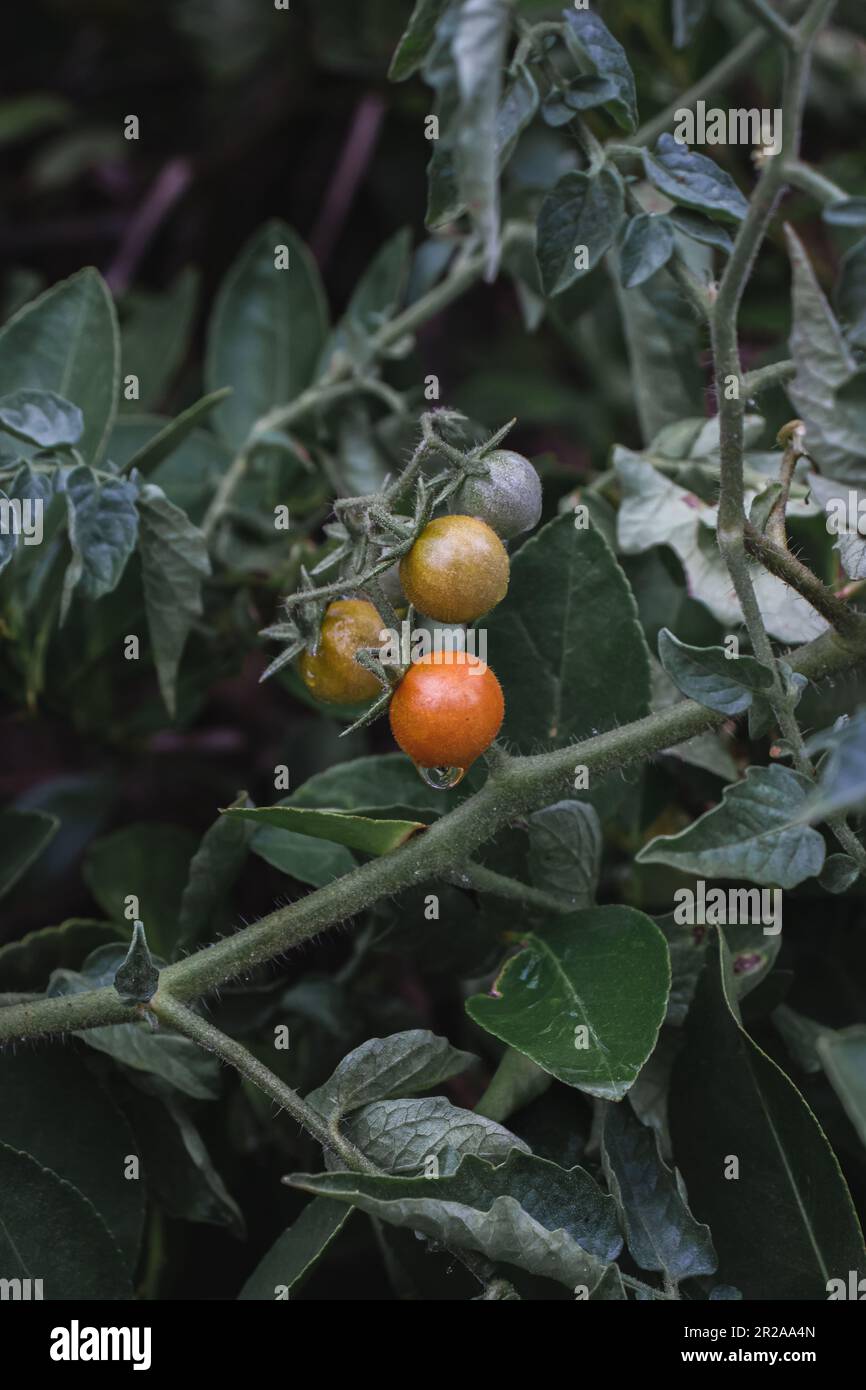 Ripe tomatoes on the branches of a bush in the garden Stock Photo - Alamy