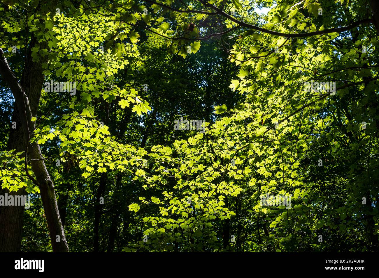 Low angle view of the canopy of trees in a forest with sun shining bright on the green leaves forming a circle of brightly lit leaves Stock Photo