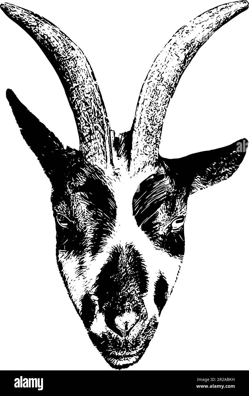 Goats in dairy farm Stock Vector Images Alamy