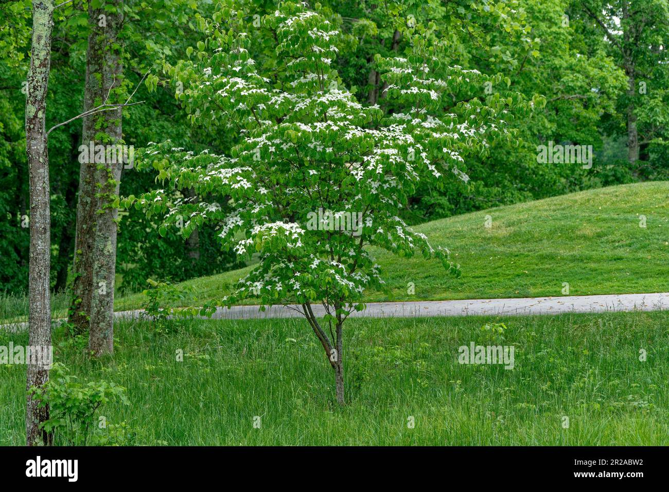 A small Korean dogwood tree with white pointy flowers and foliage in full bloom in late spring Stock Photo