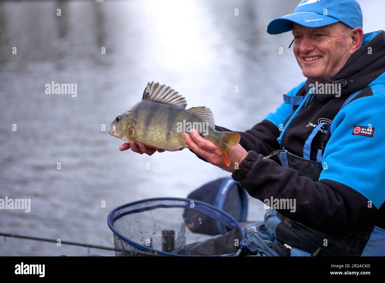 Fisherman displaying catch of a Perch fish, P. fluviatilis; England, UK Stock Photo