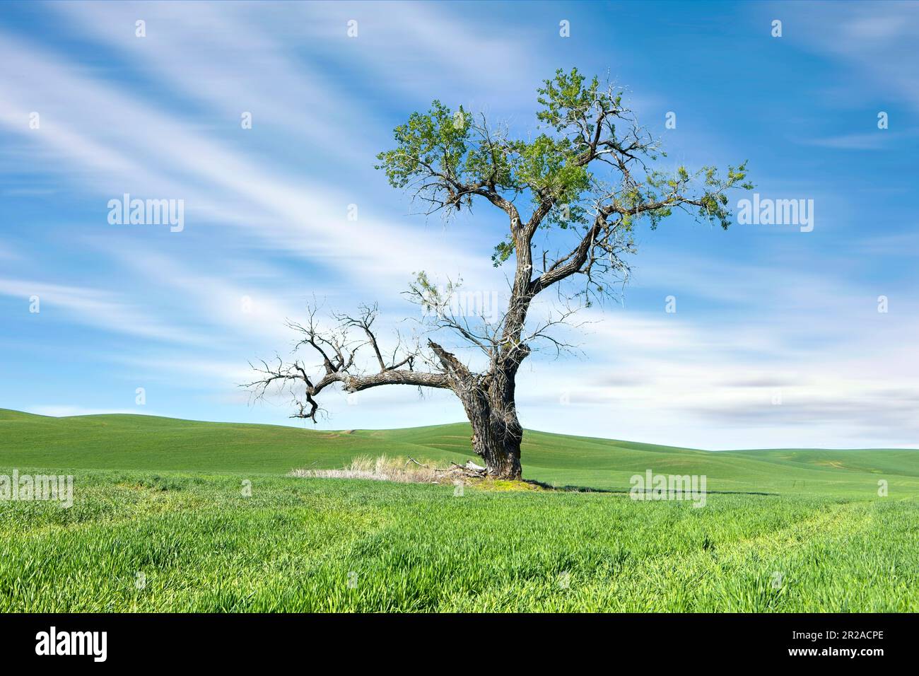 A very scenic lone tree stands tall in a green farm field under a blue