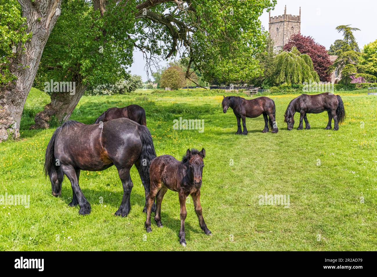 Horses and a young foal grazing in a meadow beside St Marys church in the Severnside village of Frampton on Severn, Gloucestershire, England UK Stock Photo