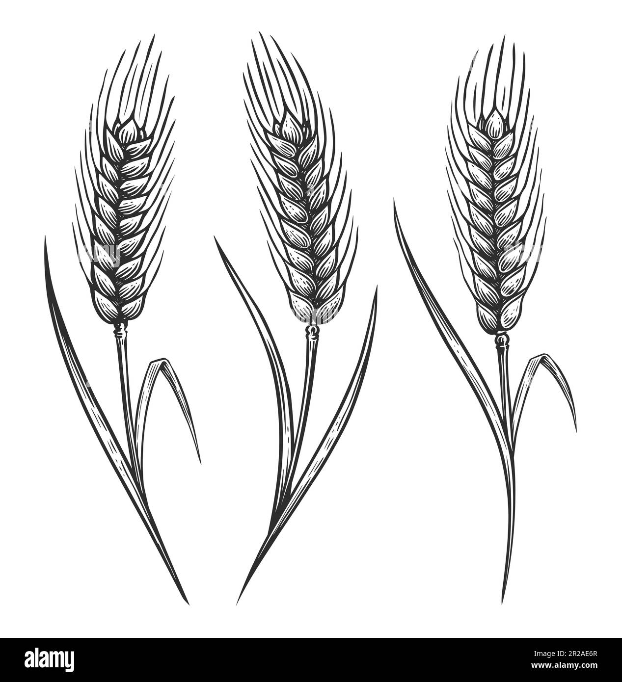 Ears of wheat spikelets with grains. Organic vegetarian food packaging design. Sketch illustration Stock Photo