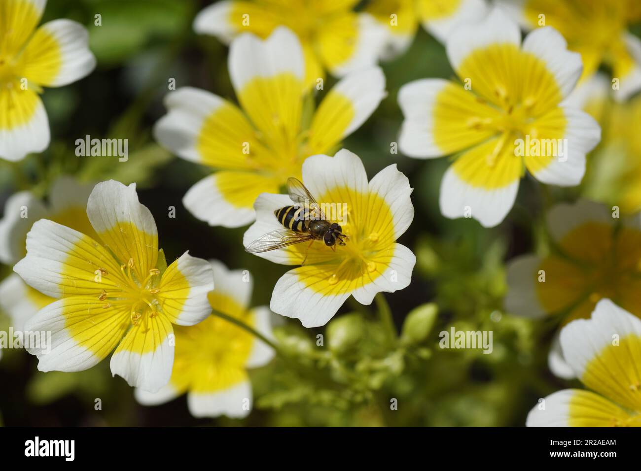 Female hoverfly Syrphus ribesii, family Syrphidae on flowers of Douglas' meadowfoam, poached egg plant (Limnanthes douglasii), family meadowfoam Stock Photo
