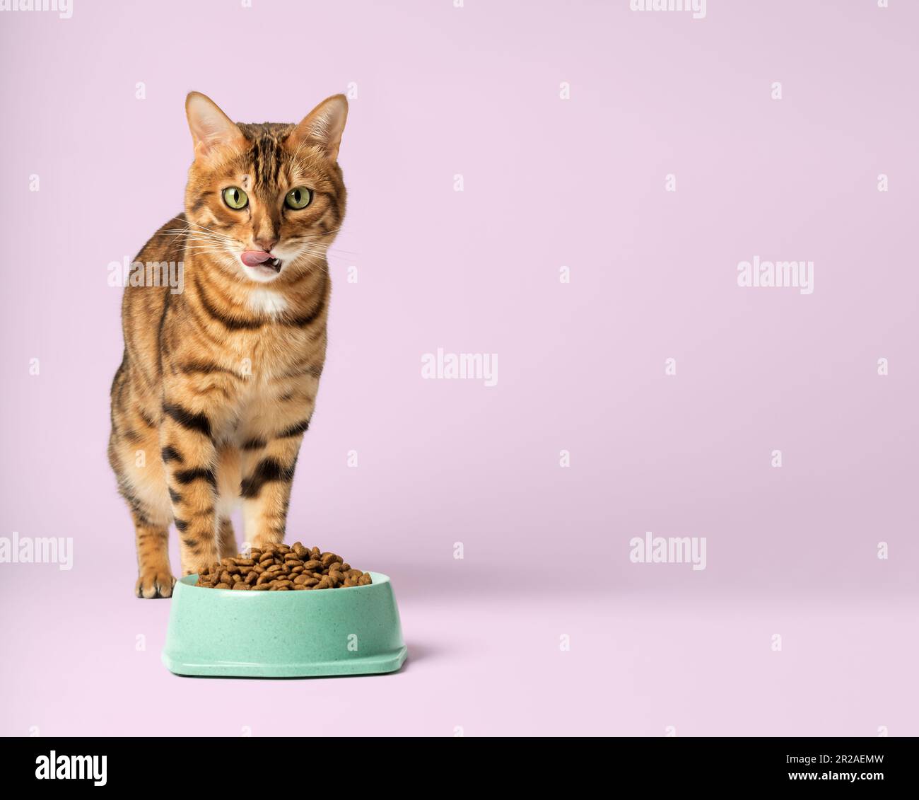 Bengal dry food top