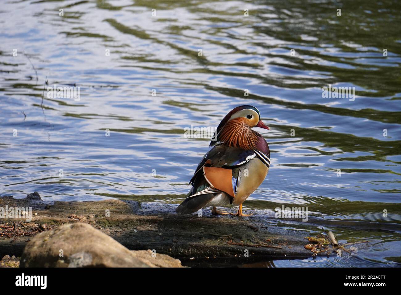 Male mandarin duck (Aix galericulata) standing by the pond in Richmond Park, London, England Stock Photo