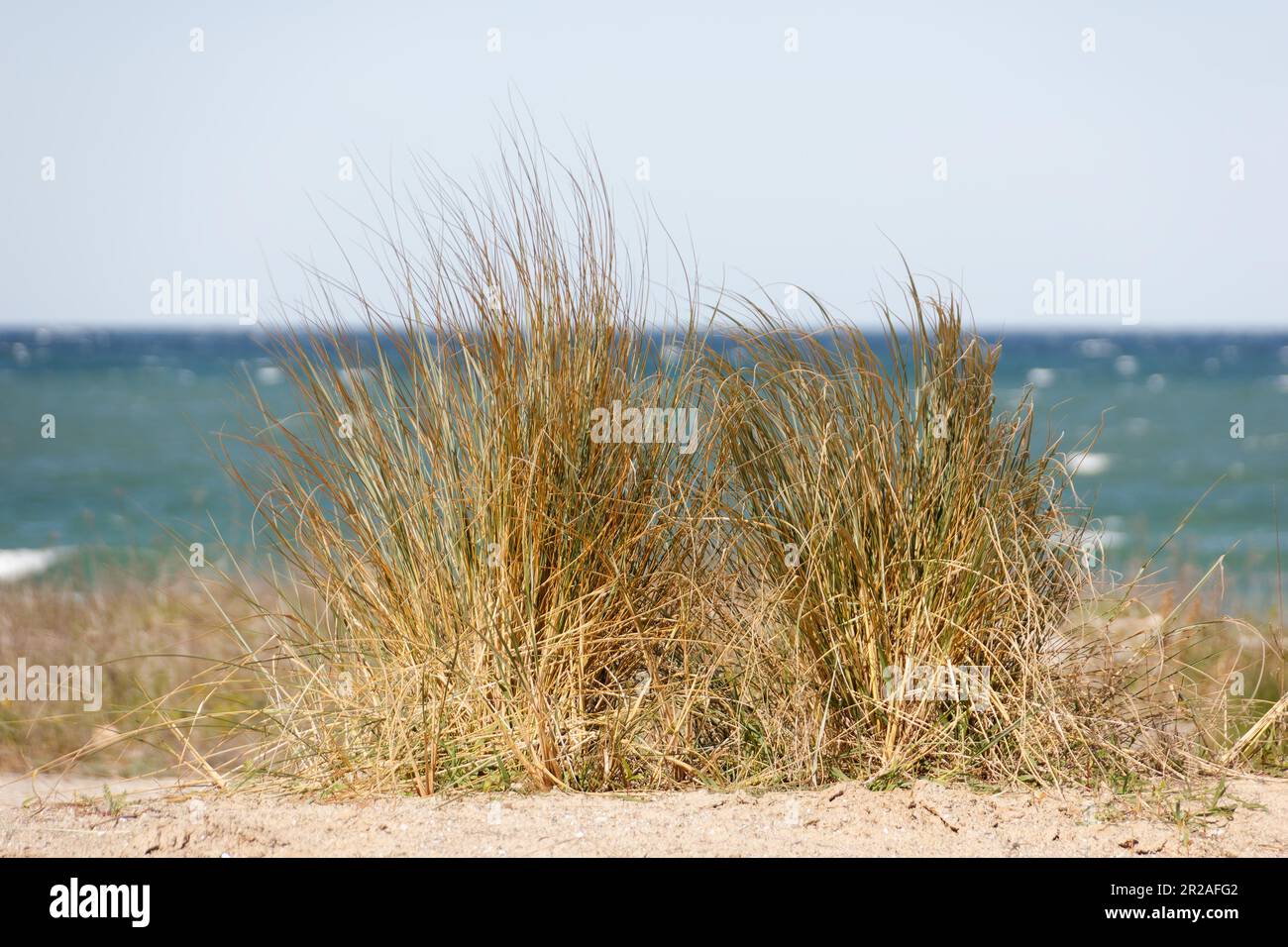 sea weed with German Baltic Sea coast line at the background at spring time Stock Photo