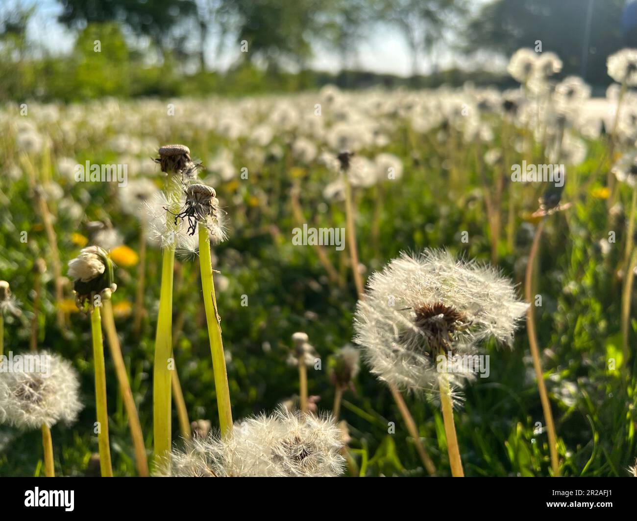Dandelion flower seeds on the stem in the afternoon Stock Photo