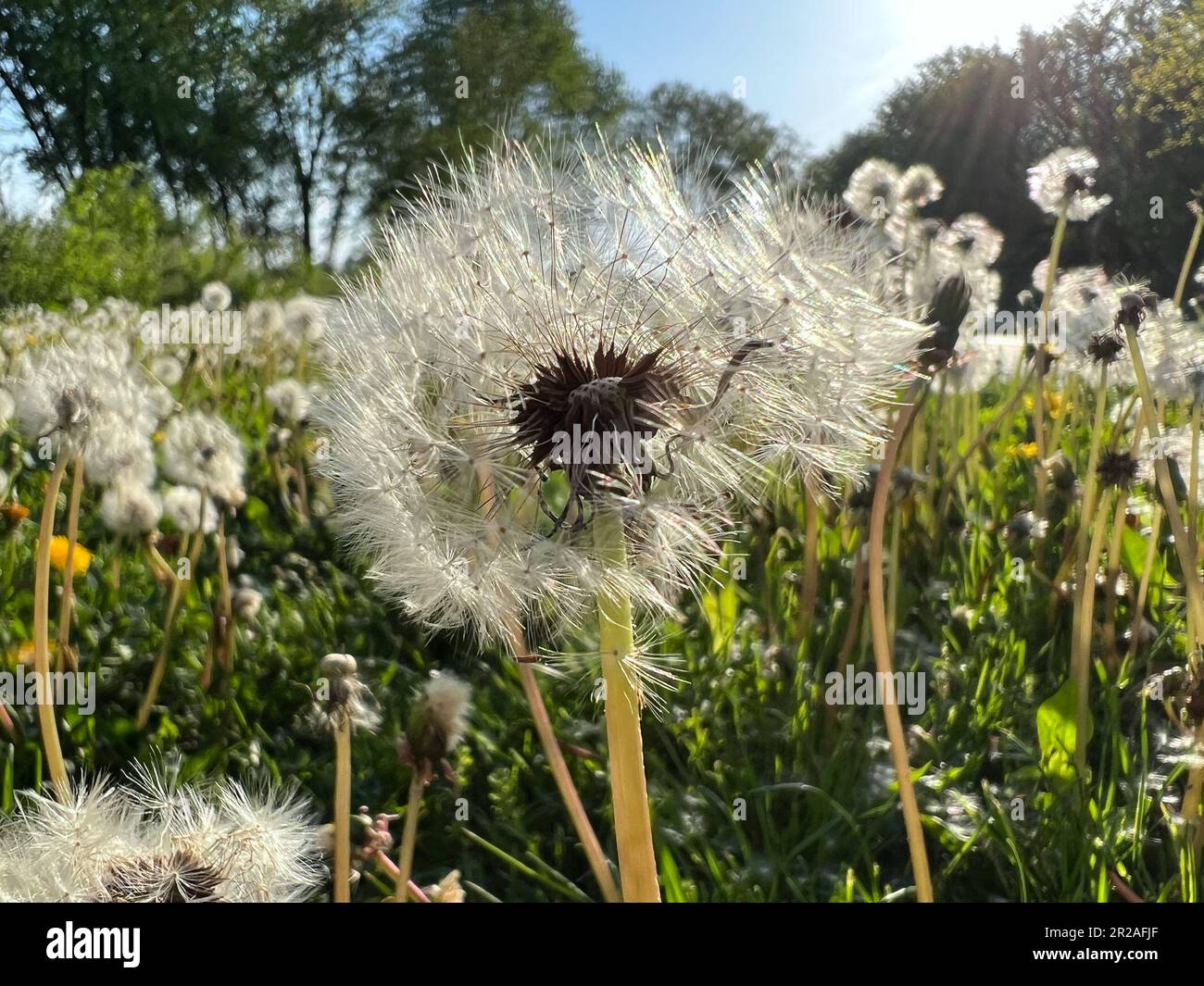 One dandelion with seeds close up in the sun Stock Photo