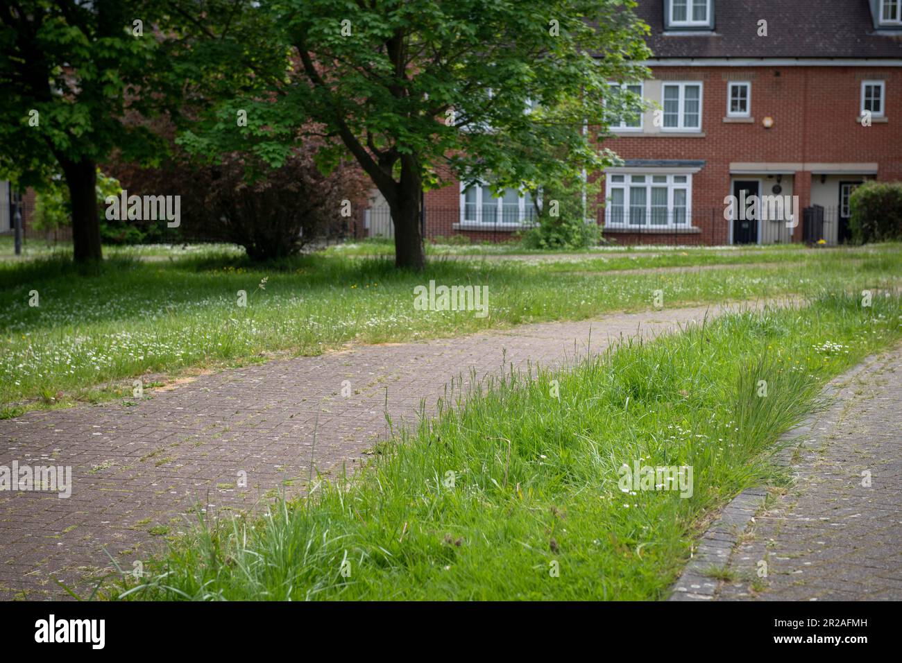 Harrow council is taking part in NOMOWMAY, a Plantlife initiative, in