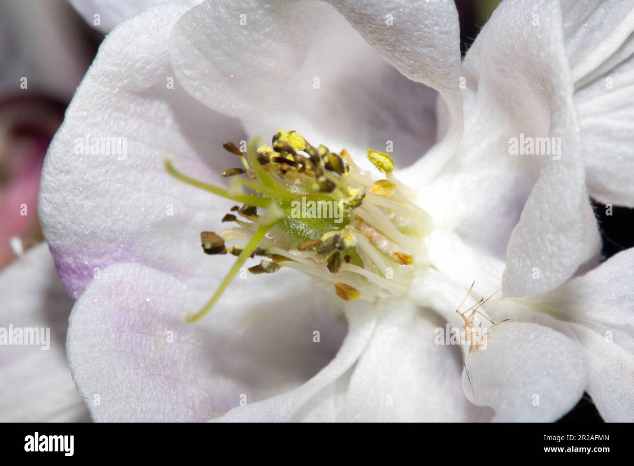 White wildflower flower hi-res stock photography and images - Alamy