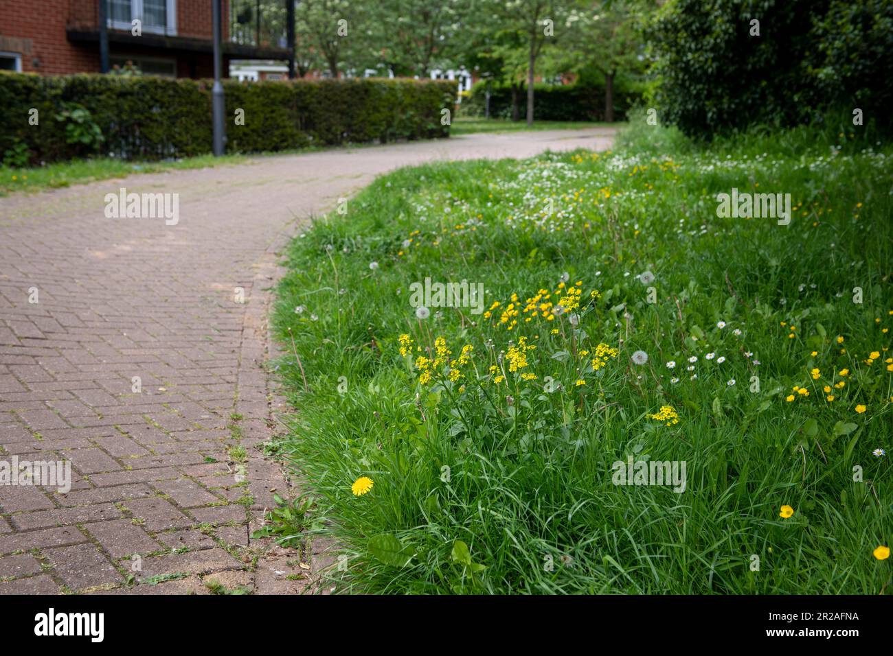 Harrow Council is taking part in NOMOWMAY, a Plantlife initiative, in May 2023. Rectory Lane Stanmore, Harrow.NO MOW MAY Stock Photo