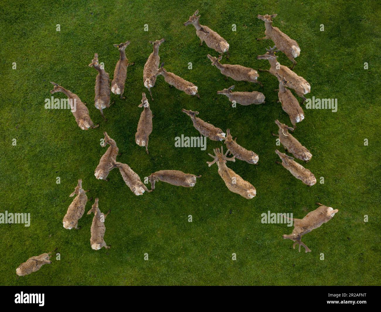 Deers her from above. green photo about 20 deers in a field Stock Photo