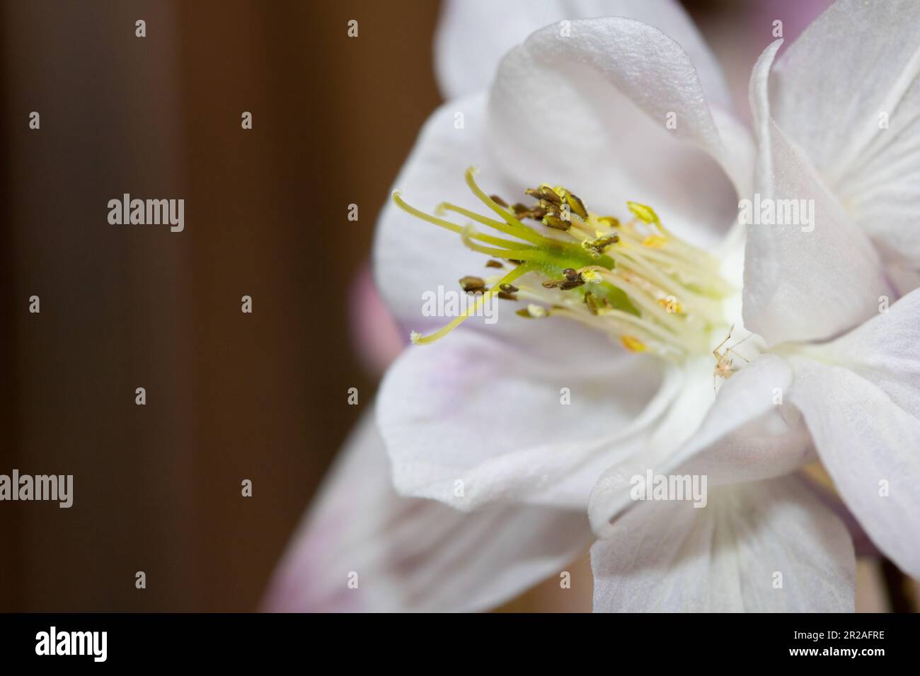 White wildflower flower hi-res stock photography and images - Alamy