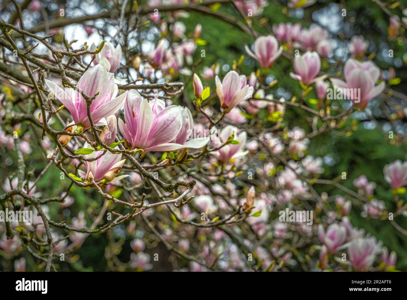 Flowering of the Magnolia plant in the People's Park. Reggio Emilia, Emilia Romagna, Italy, Europe Stock Photo