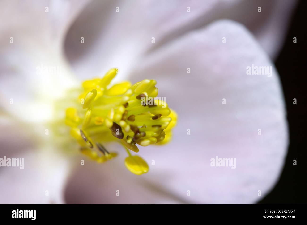 White wildflower flower hi-res stock photography and images - Alamy
