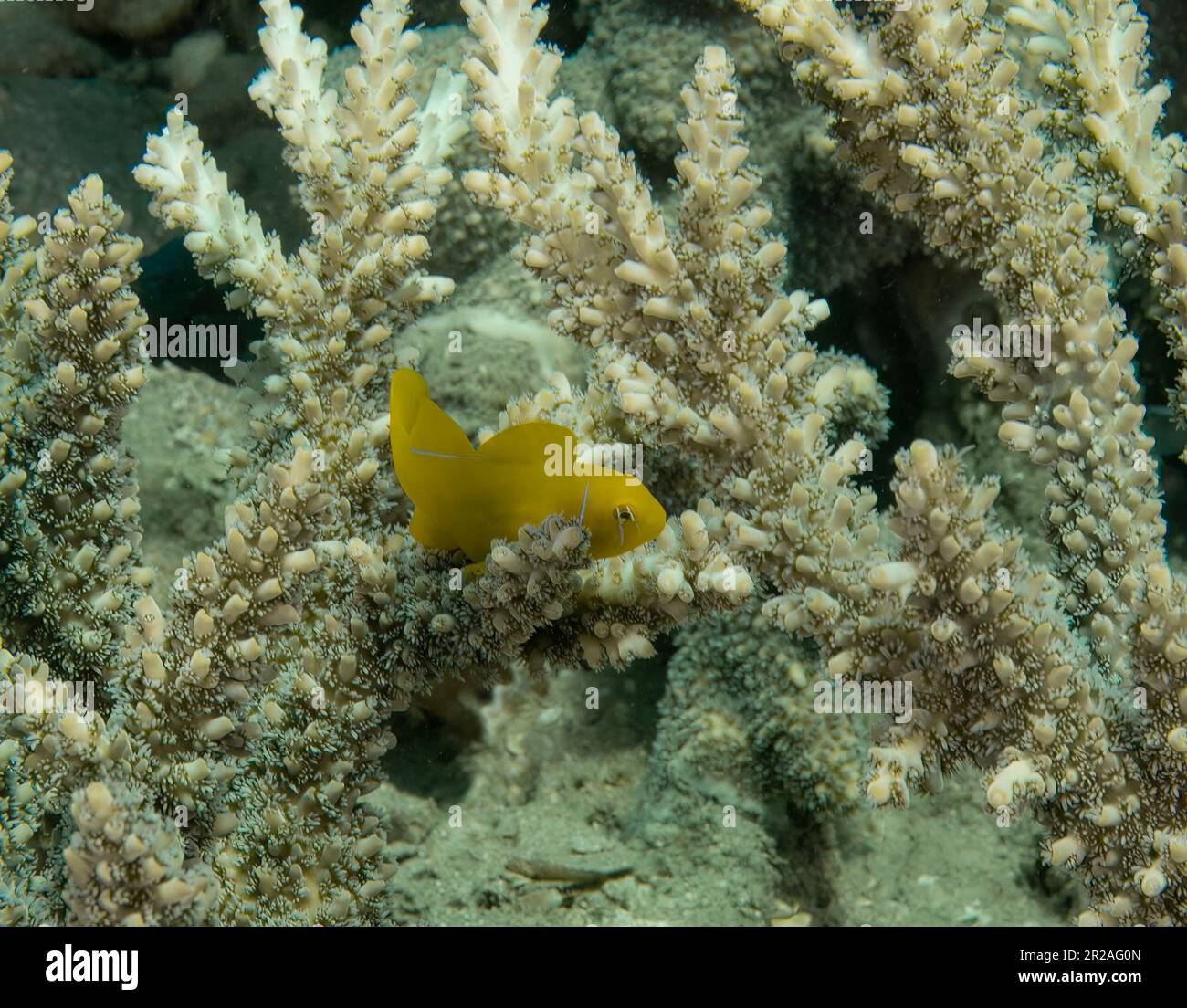 Lemon Coral Goby (Gobiodon citrinus) in the Red Sea, Egypt Stock Photo