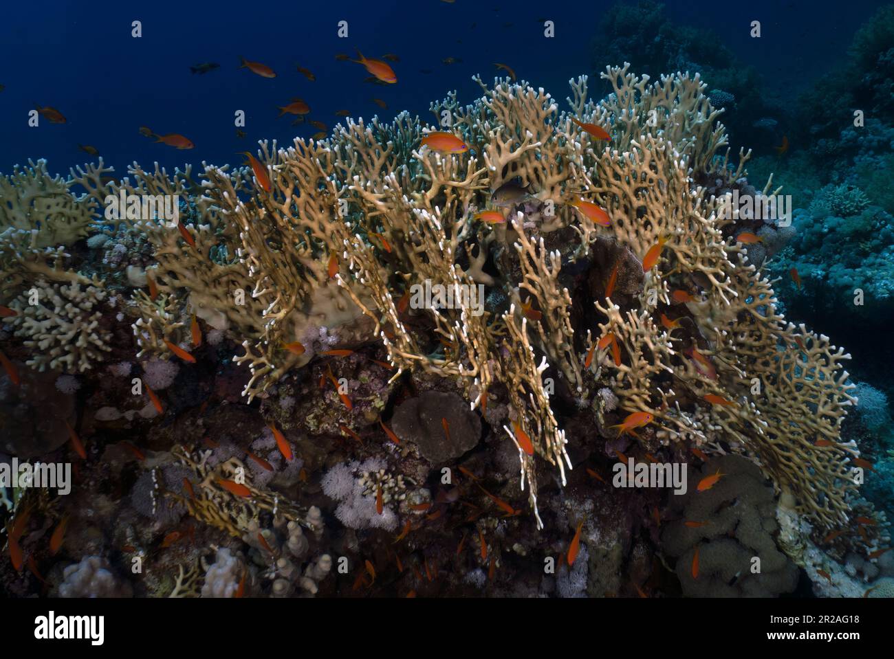 Coral reefs in the Red Sea, Egypt Stock Photo - Alamy