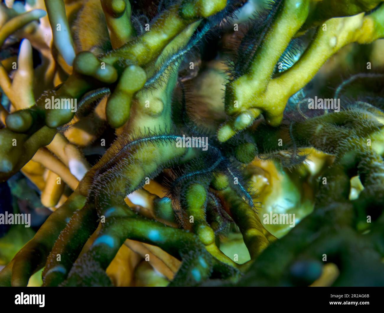 Brittle Stars (Ophiuroidea) in the Red Sea, Egypt Stock Photo Alamy