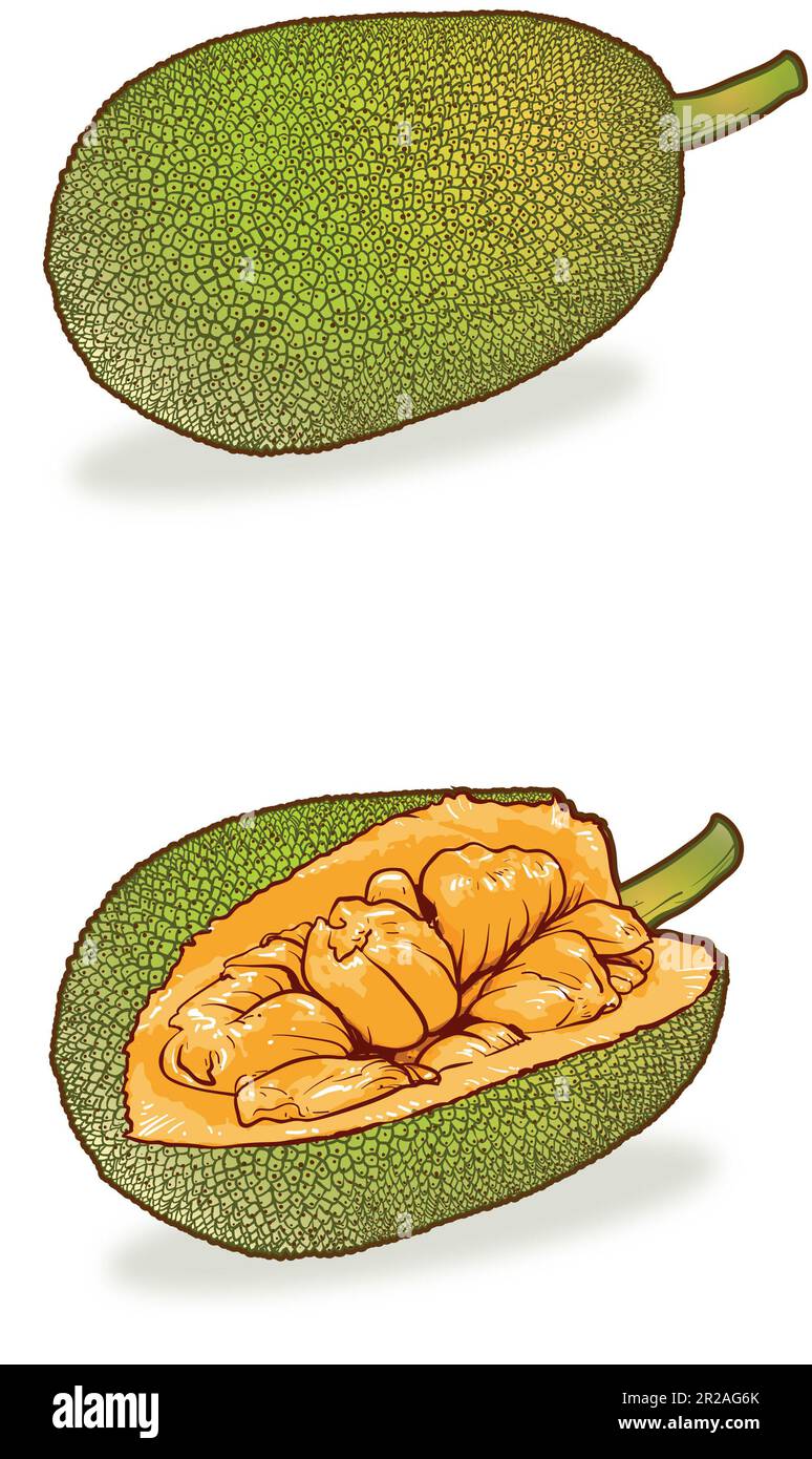 Art of outside & inside of a jackfruit (Artocarpus heterophyllus), the edible fruit of the jacktree, member of the fig, mulberry, & breadfruit family Stock Photo