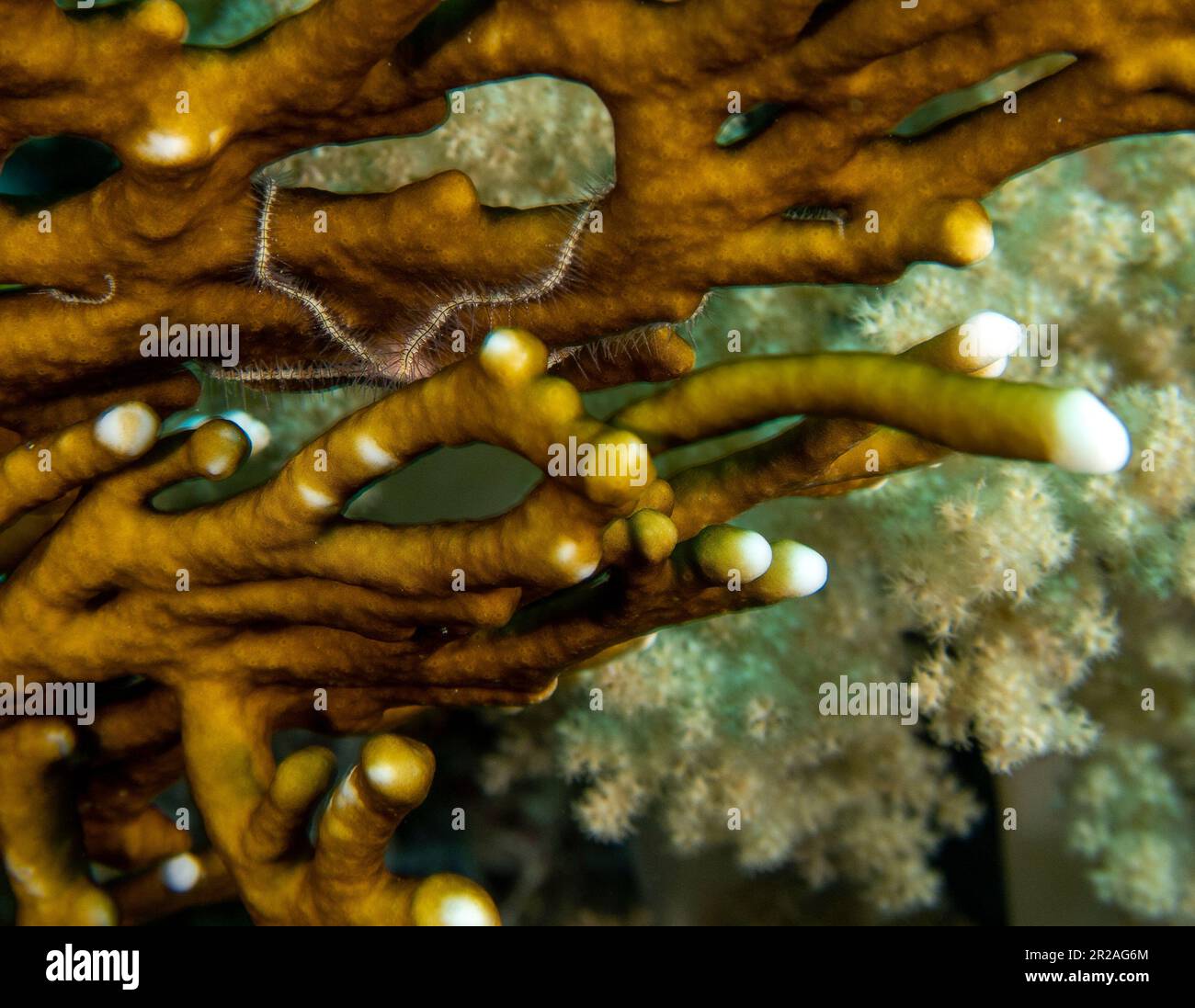 Brittle Stars (Ophiuroidea) in the Red Sea, Egypt Stock Photo