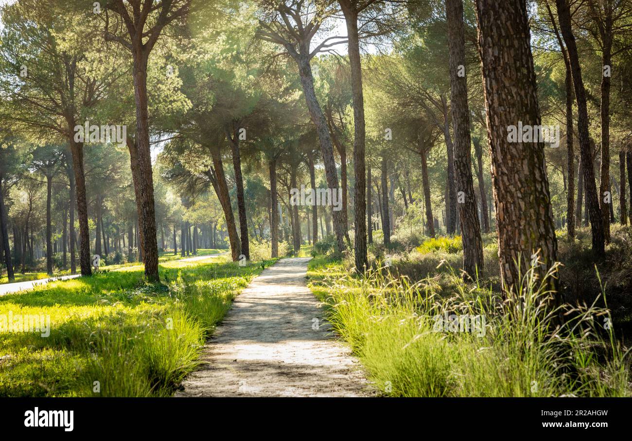 pine forest landscape  in Hinojos in the heart of Donana National Park Stock Photo