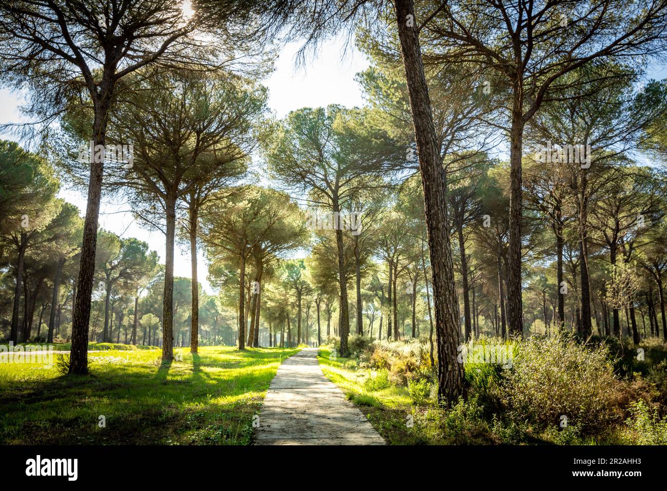 pine forest landscape  in Hinojos in the heart of Donana National Park Stock Photo