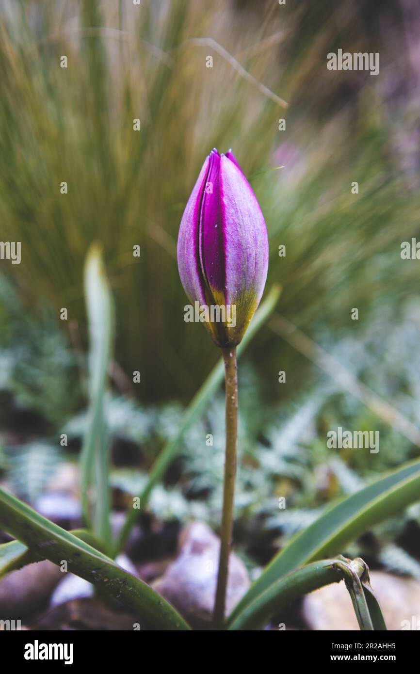 Line art wildflower isolated hi-res stock photography and images - Alamy